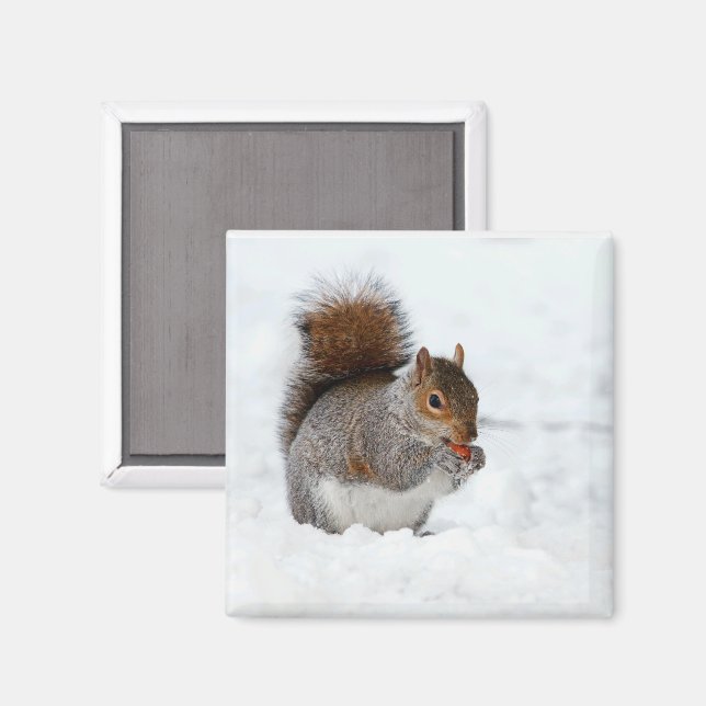 Íman Esquilo na neve com imã de berry (Front/Back)