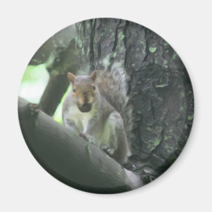 Íman Esquilo no ímã animal da arte da árvore