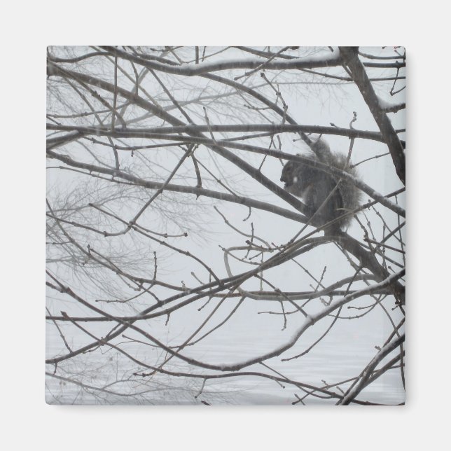 Íman Esquilo no ímã de neve (Frente)