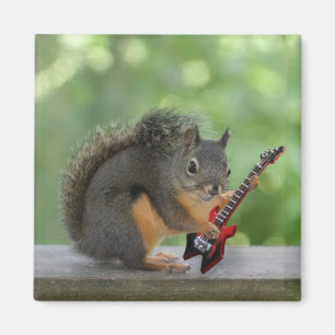 Íman Esquilo que joga a guitarra elétrica