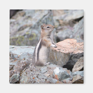 Íman Esquilo-Terrestre-de-Manto-Dourado no Glacier II
