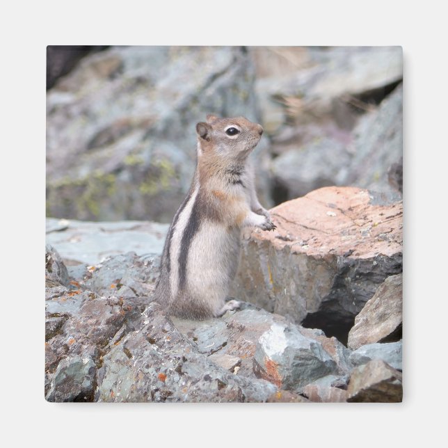 Íman Esquilo-Terrestre-de-Manto-Dourado no Glacier II (Frente)