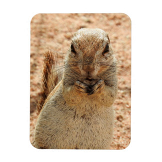 Íman Esquilo tomando café da manhã