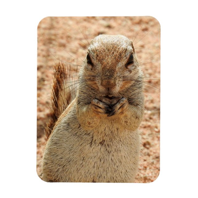 Íman Esquilo tomando café da manhã (Vertical)