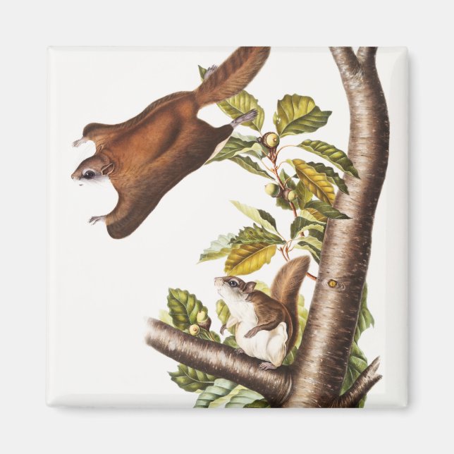 Íman Esquilo Voador de Oregon (Pteromys Origonensis) (Frente)