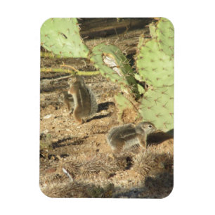 Íman Esquilos do deserto no ímã de Tucson