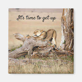 Íman Está na hora de levantar a foto do Leão com o SMS