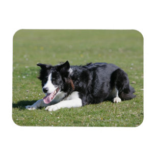 Íman Estabelecimento de border collie
