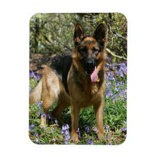 Íman Estabelecimento do german shepherd