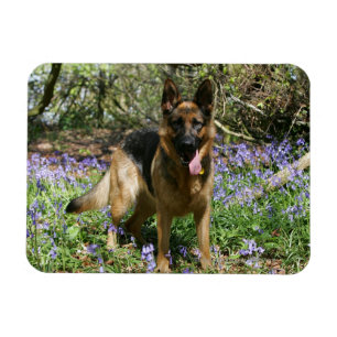 Íman Estabelecimento do german shepherd