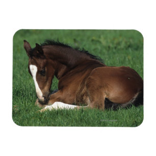 Íman Estabelecimento do potro de Warmblood