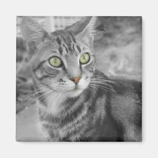 Íman Estado de condenação