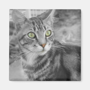 Íman Estado de maravilha