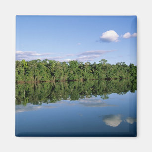 Íman Estado do Mato Grosso, Amazônia, Brasil. Florestad