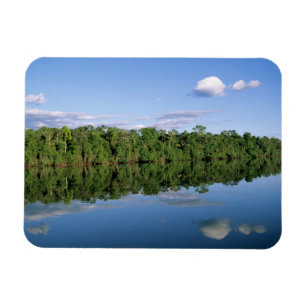 Íman Estado do Mato Grosso, Amazônia, Brasil. Florestad