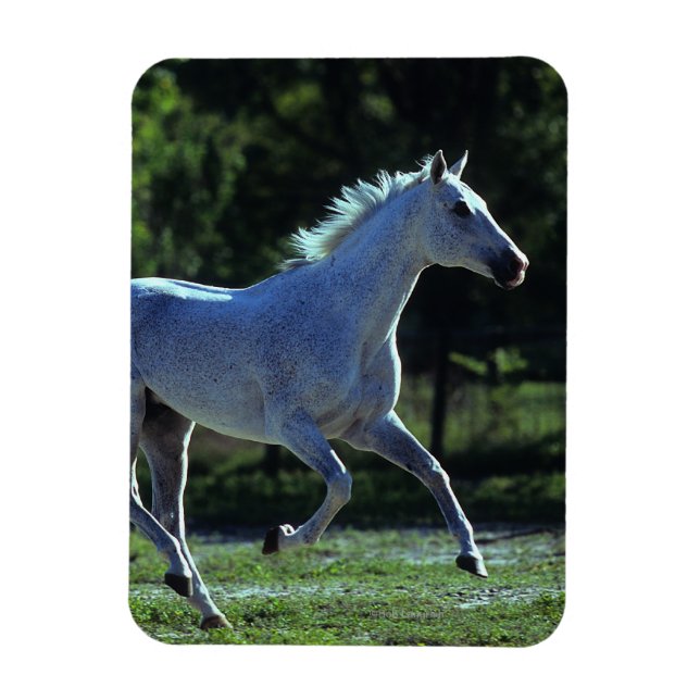 Íman Estalhão rebelde (Vertical)