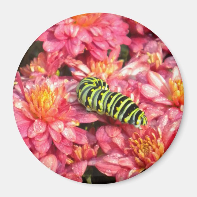 Íman Estampagem das lagartas (Frente)