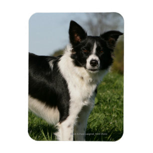 Íman Estar de border collie