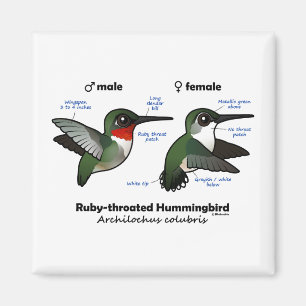 Íman Estatísticas do Hummingbird com garganta de rubi