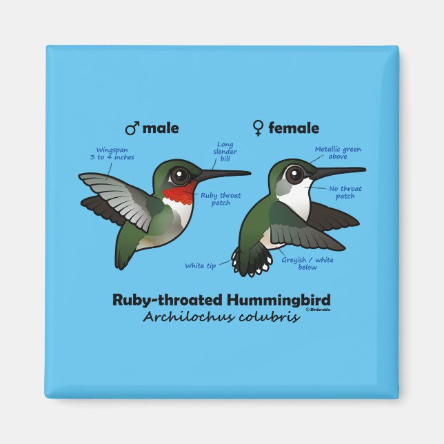 Íman Estatísticas do Hummingbird com garganta de rubi (Frente)