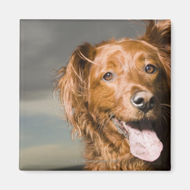Íman Este cachorro é um recuperador de ouros. (Frente)