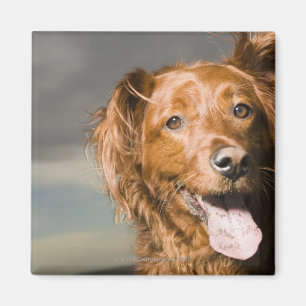 Íman Este cão é retriever. dourado da parte