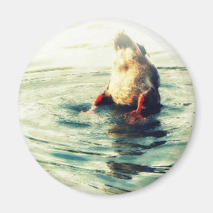 Íman Este termine acima! Duck o bumbum