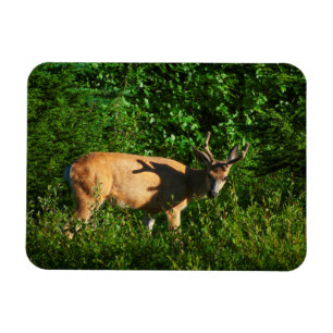 Íman Esteja a caminho