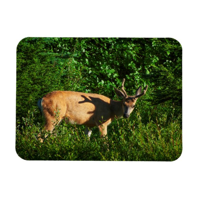 Íman Esteja a caminho (Horizontal)