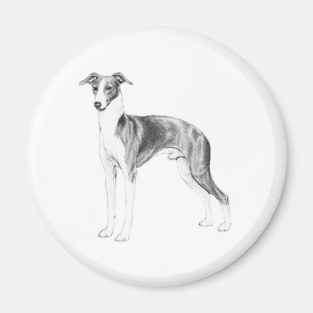 Íman Estilo de Greyhound Italiano (Frente)