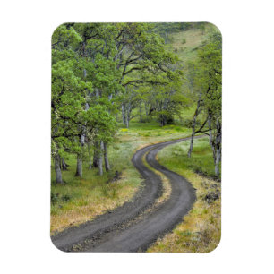 Íman Estrada rural através de árvores, Oregon