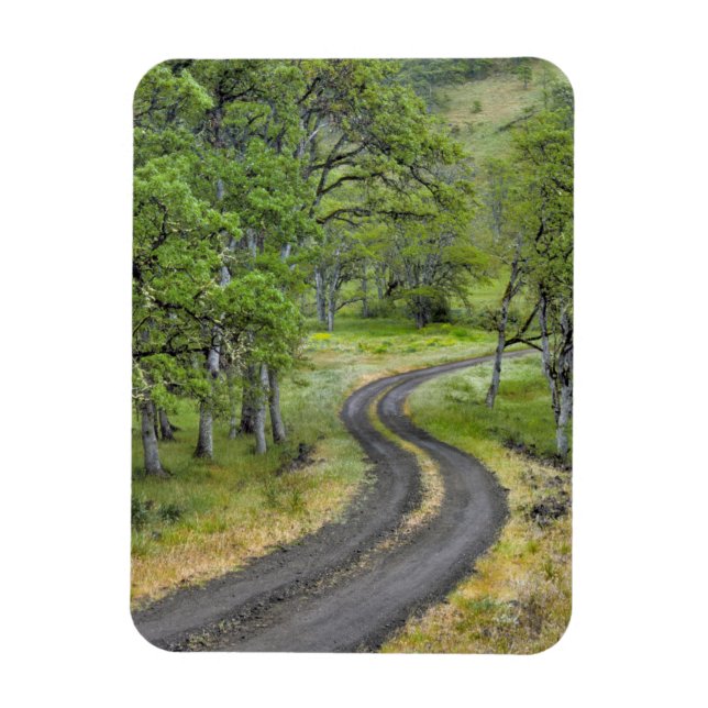 Íman Estrada rural através de árvores, Oregon (Vertical)