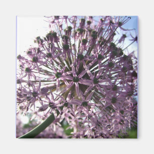 Íman Estrela da Pérsia II