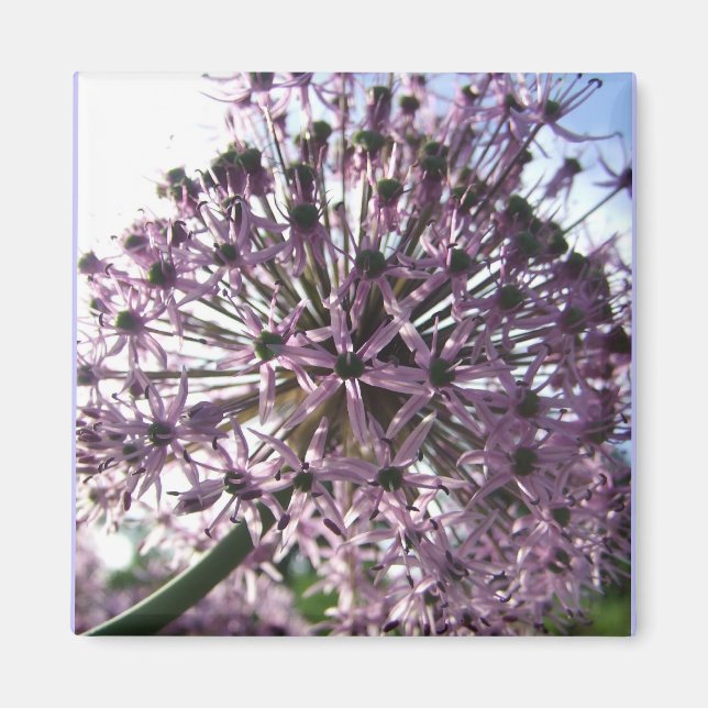 Íman Estrela da Pérsia II (Frente)