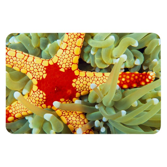 Íman Estrela-do-mar Amarela e Vermelha (Horizontal)