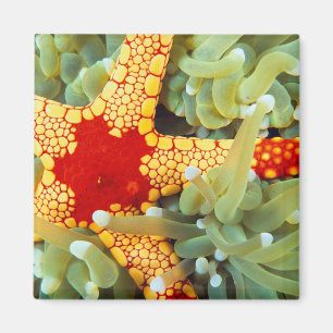 Íman Estrela-do-mar Amarela e Vermelha