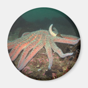 Íman Estrela do Mar de Girassol - Magnet