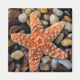 Íman Estrela do mar em rochas