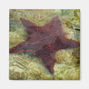 Íman Estrela-do-mar Subaquática nas Bahamas