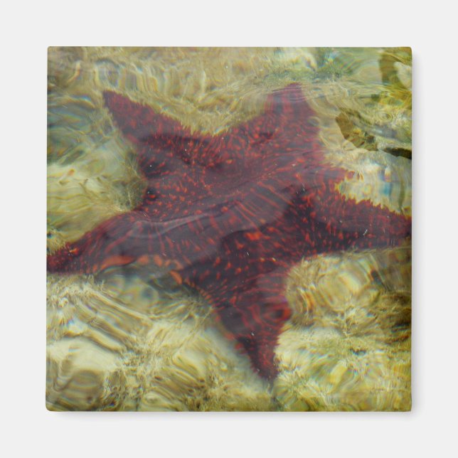 Íman Estrela-do-mar Subaquática nas Bahamas (Frente)