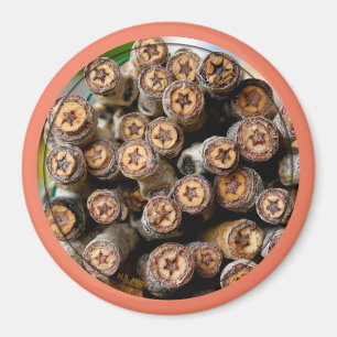 Íman Estrelas ao longo das árvores de madeira de algodã