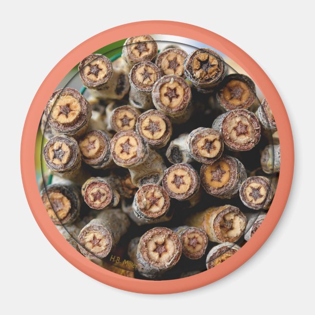 Íman Estrelas ao longo das árvores de madeira de algodã (Frente)