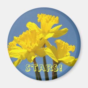 Íman Estrelas! Daffodils amarelos ímãs Céu Azul Floral