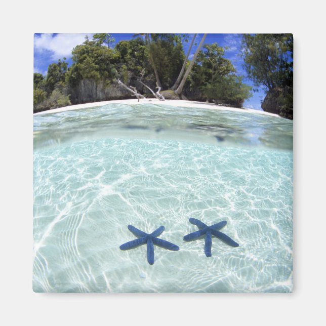 Íman Estrelas-do-mar, Ilhas de Rocha, Palau 2 (Frente)
