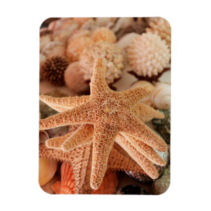 Íman Estrelas-do-mar secas vendidas como lembranças
