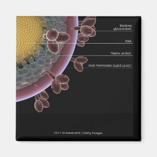 Íman Estrutura de uma pilha do HIV