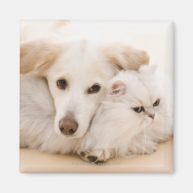 Íman Estúdio de gato e cão (Frente)