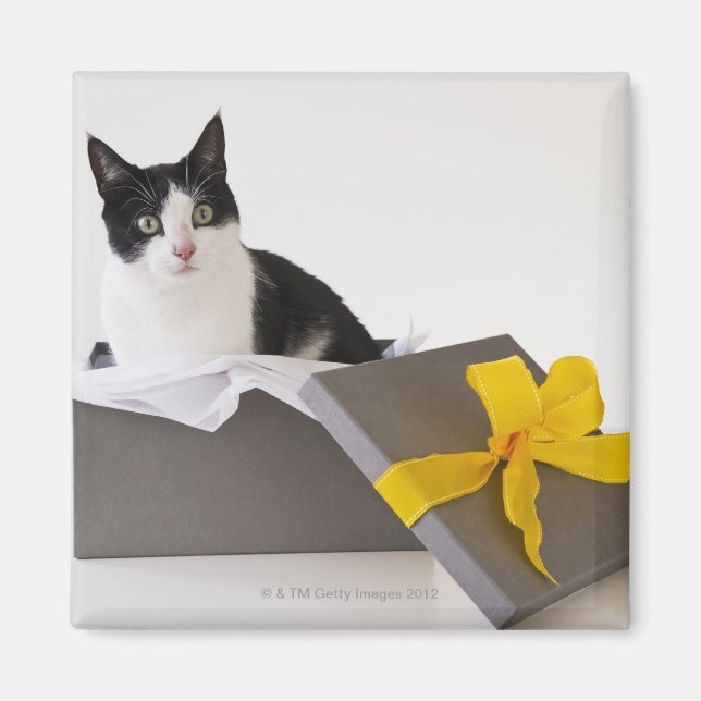 Íman Estúdio de gato preto e branco na caixa de present (Frente)