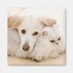 Íman Estúdio disparado do gato e do cão