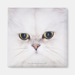 Íman Estúdio disparado do gato persa branco